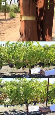 Trunk Girdling Increased Stomatal Conductance in Cabernet Sauvignon Grapevines, Reduced Glutamine, and Increased Malvidin-3-Glucoside and Quercetin-3-Glucoside Concentrations in Skins and Pulp at Harvest